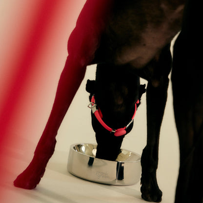 Stainless Steel Pet Bowl - Dog - Medium