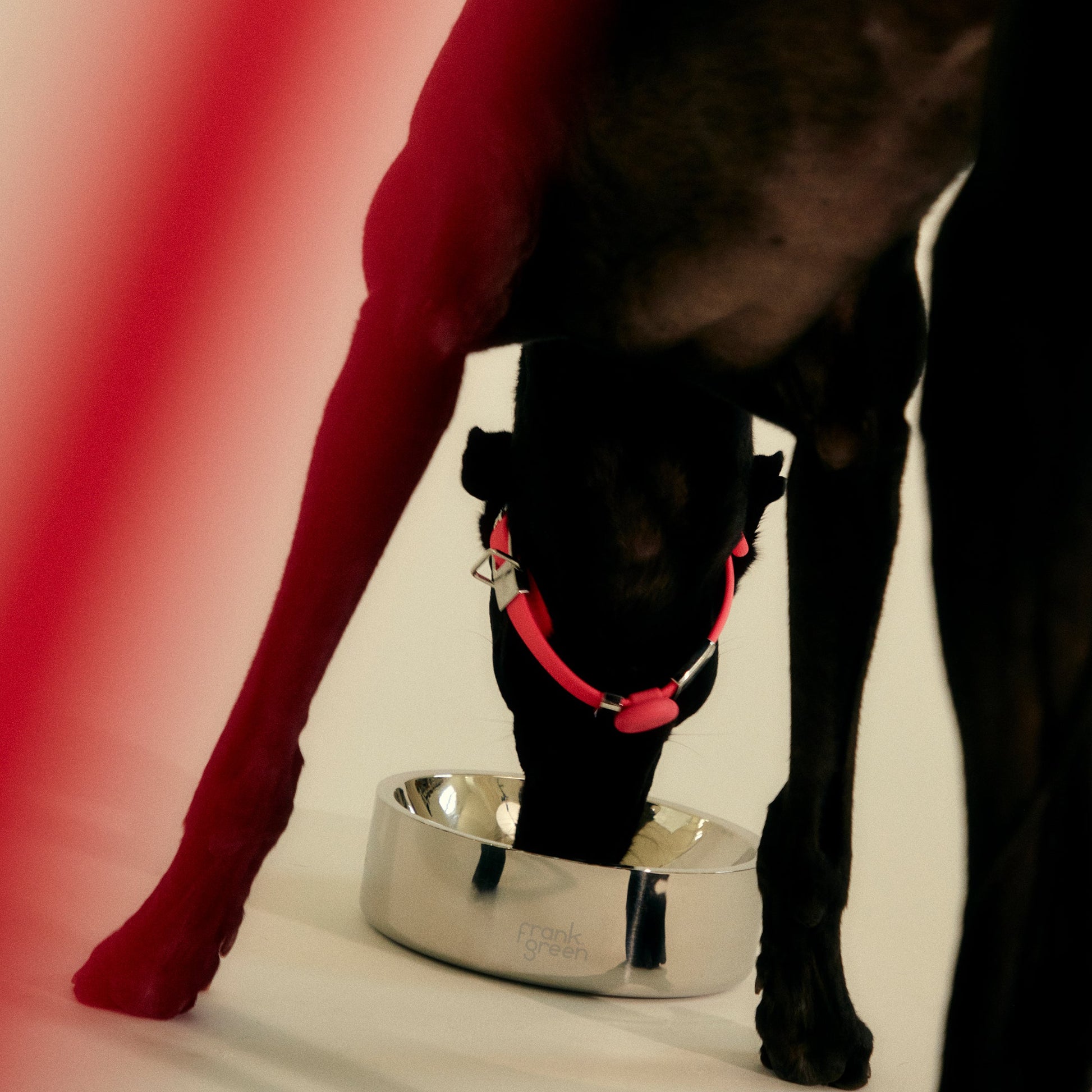 Stainless Steel Pet Bowl - Small