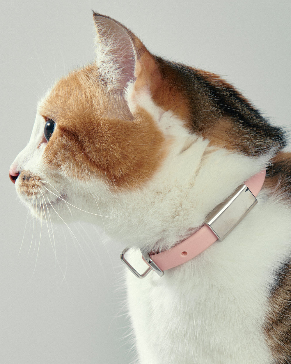 Pet Collar + Name Tag - Small
