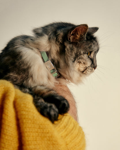 Pet Collar + Name Tag - Small