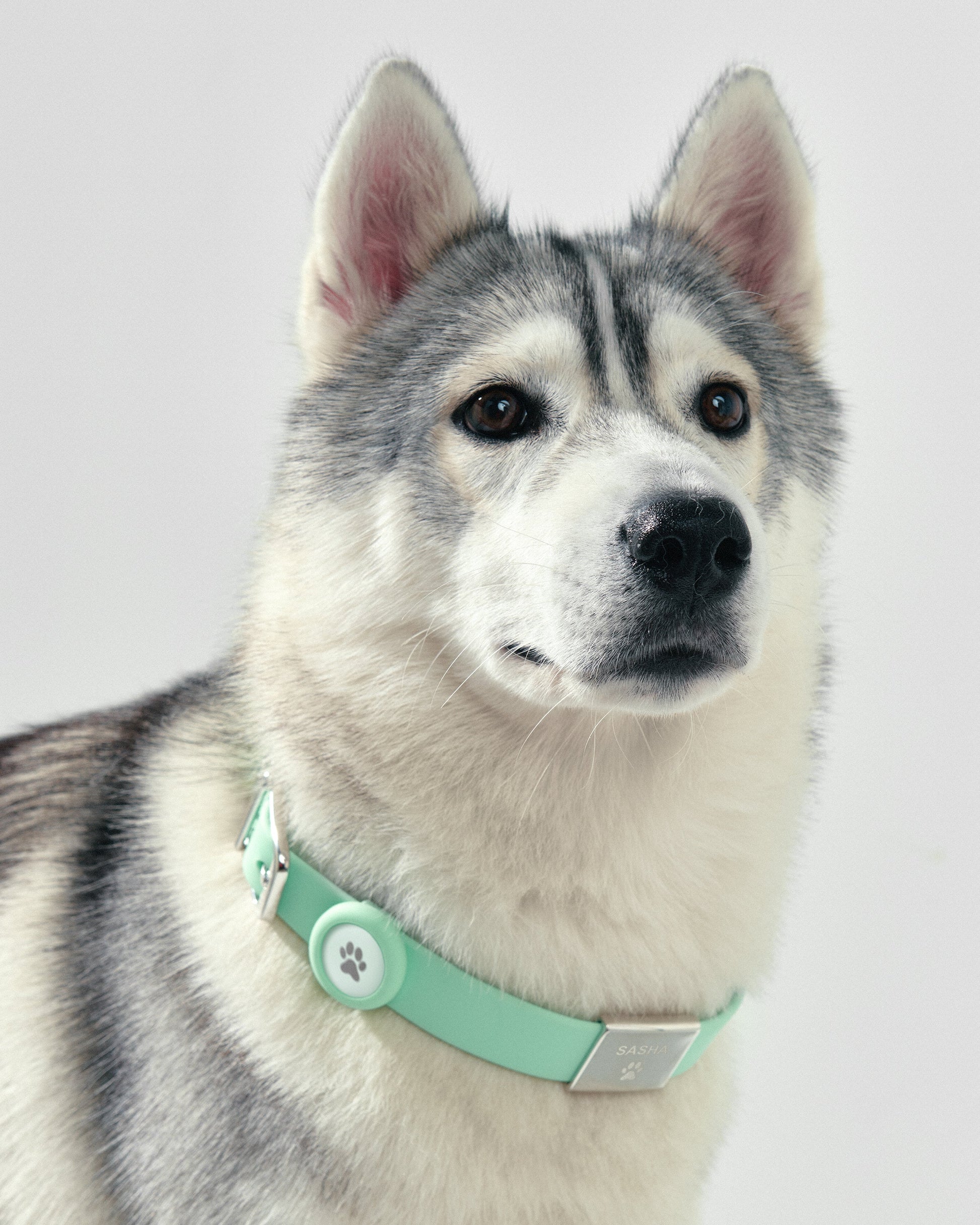 Pet Collar + Name Tag - Large
