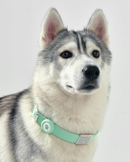 Pet Collar + Name Tag - Large