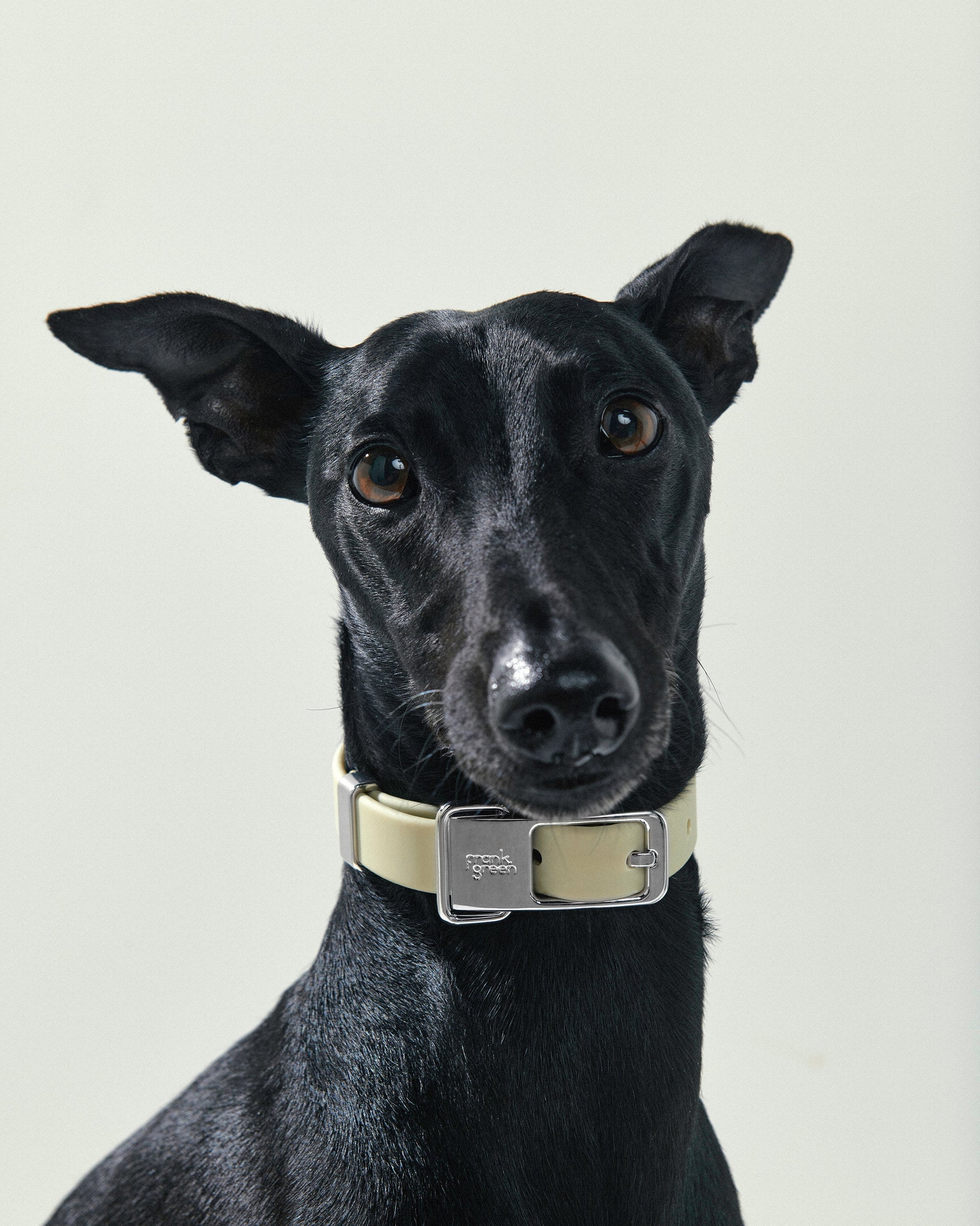 Pet Collar + Name Tag - Large