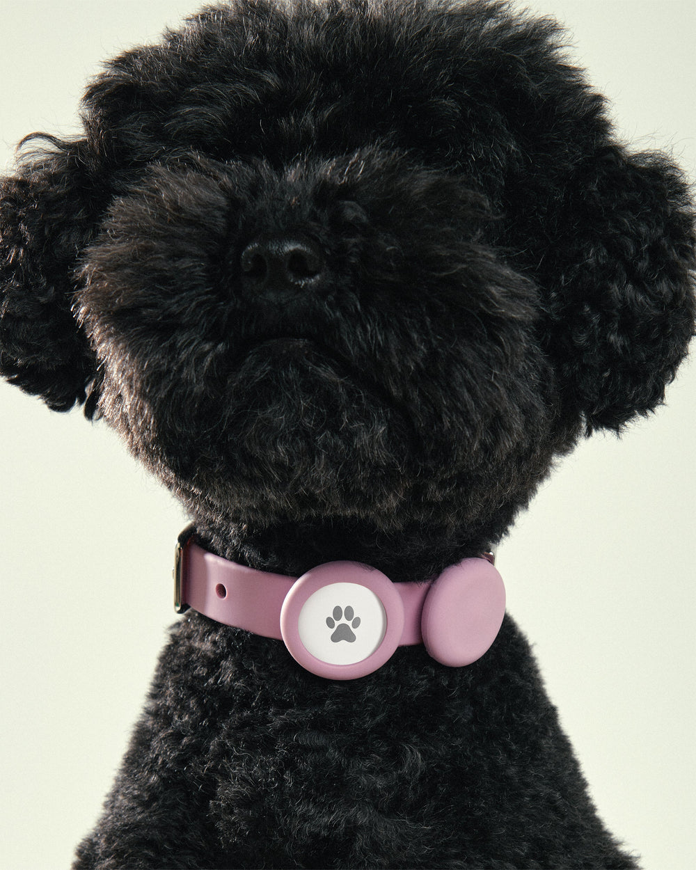 Pet Collar + Name Tag - Medium
