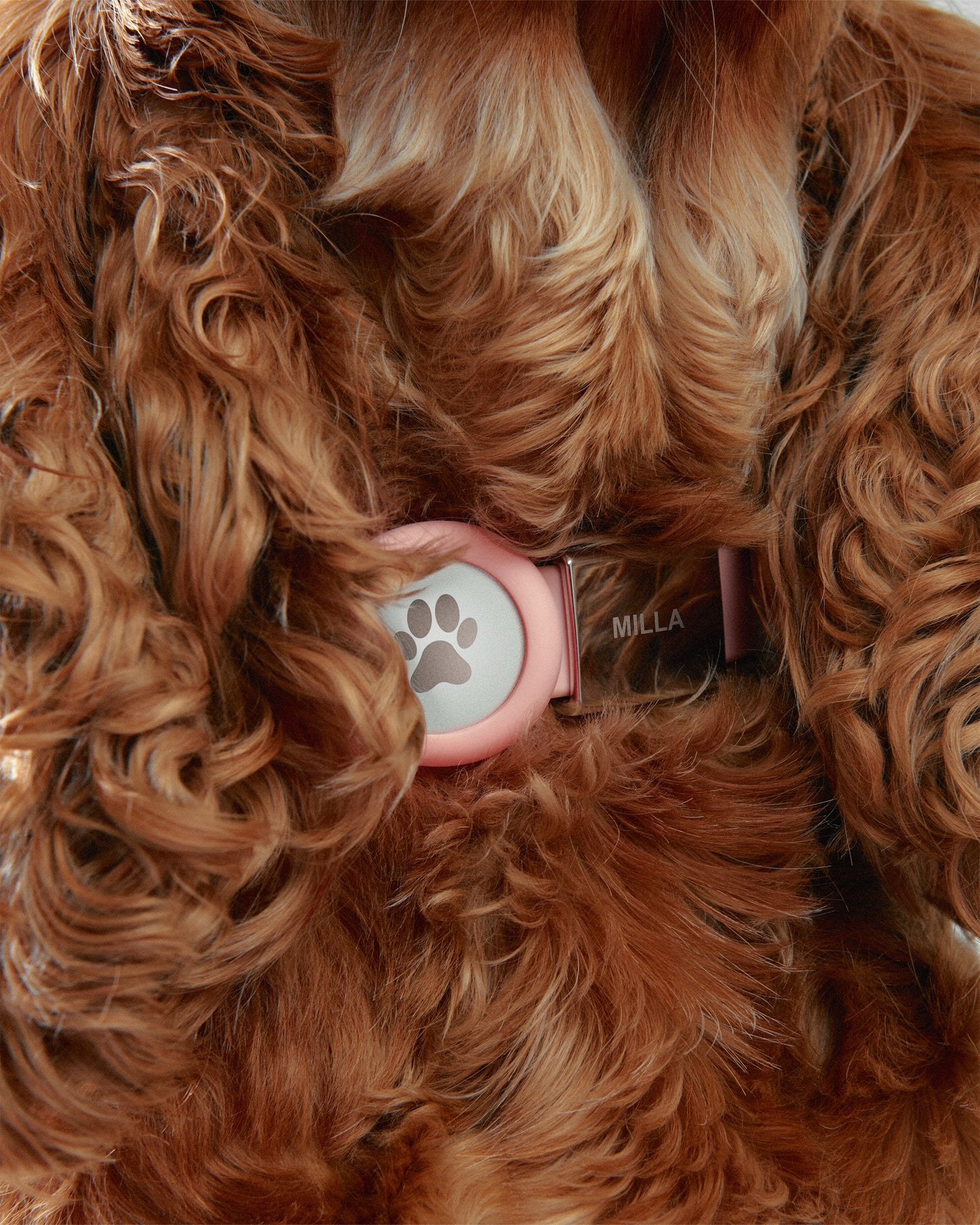Pet Collar + Name Tag - Medium
