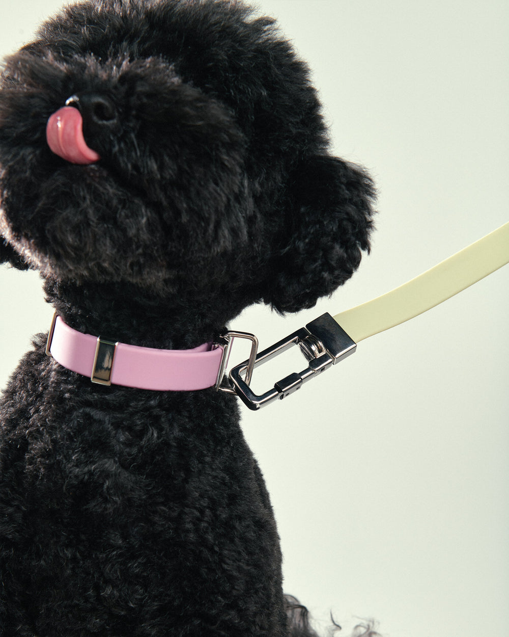 Pet Lead