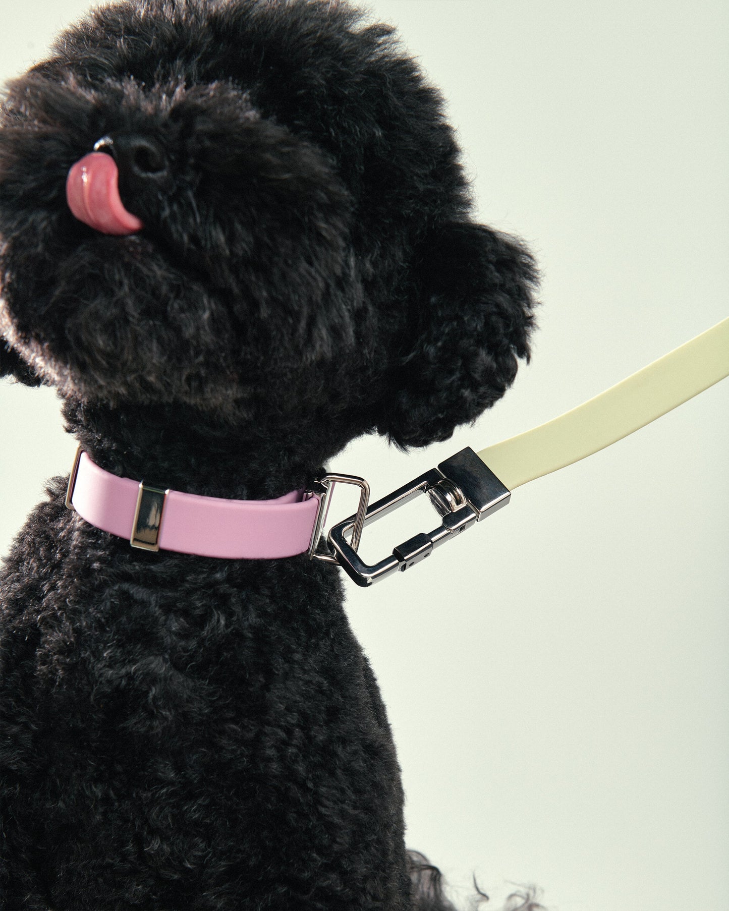 Pet Lead