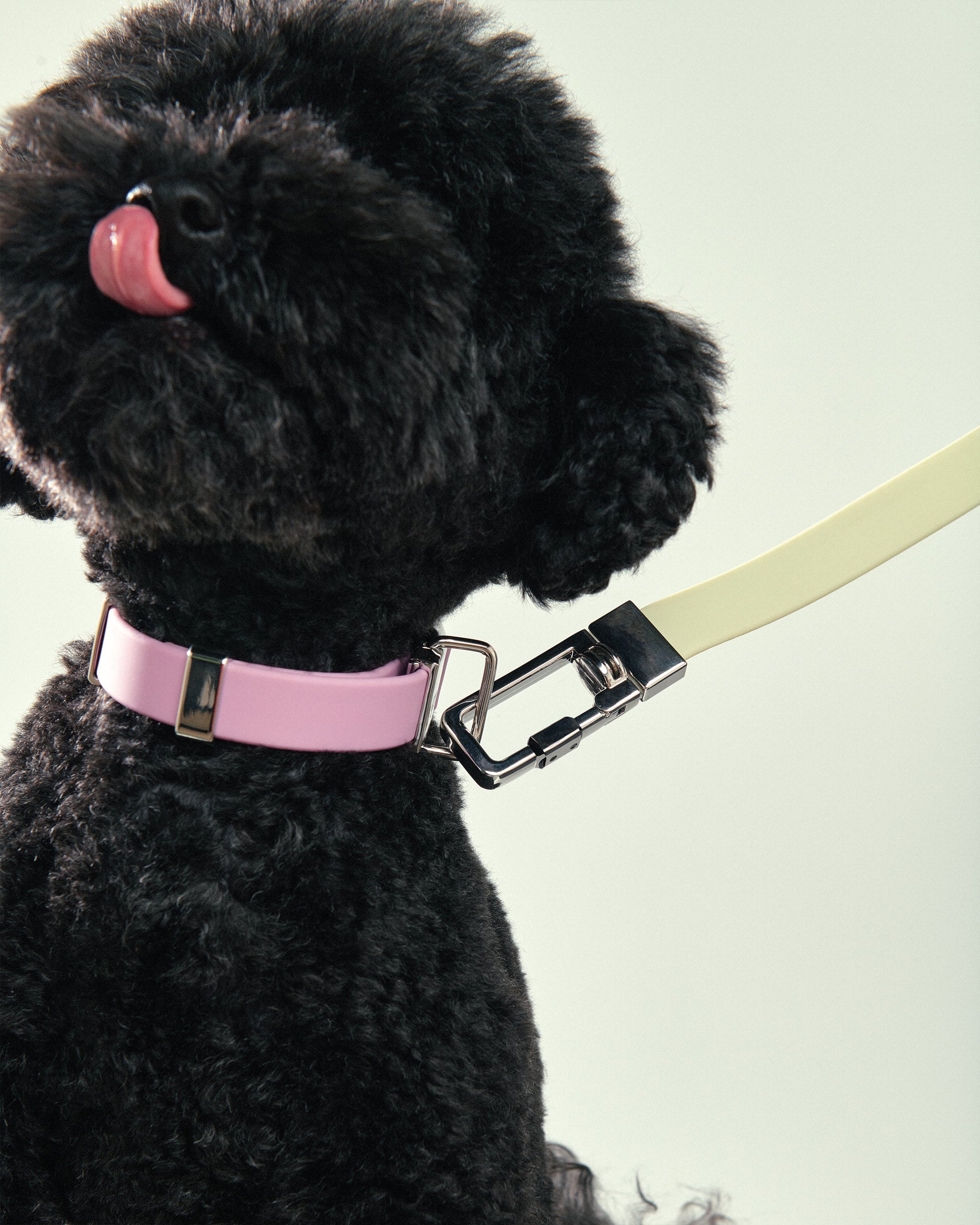 Pet Lead