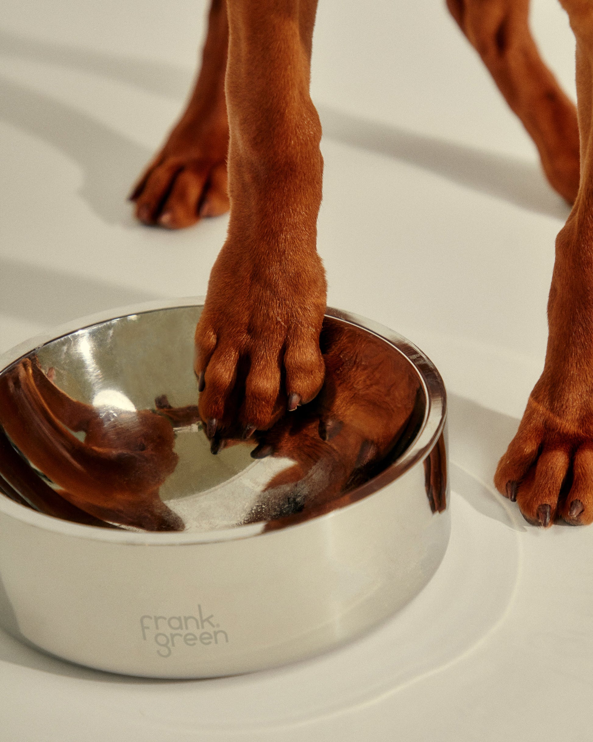 Stainless Steel Pet Bowl - Dog - Medium
