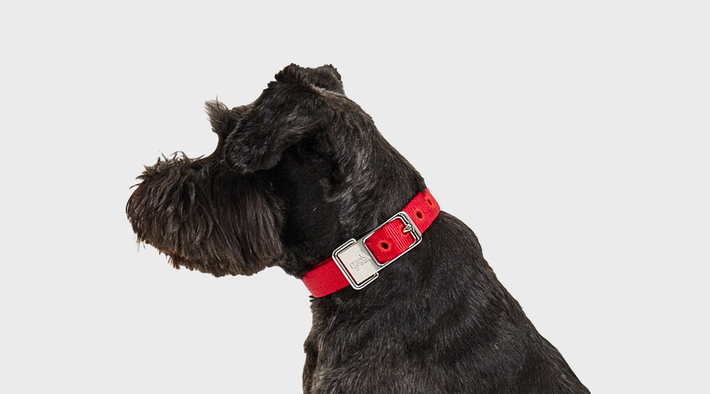 A black dog shown in profile wearing a bright red collar with a silver metal buckle, photographed against a plain light gray background.