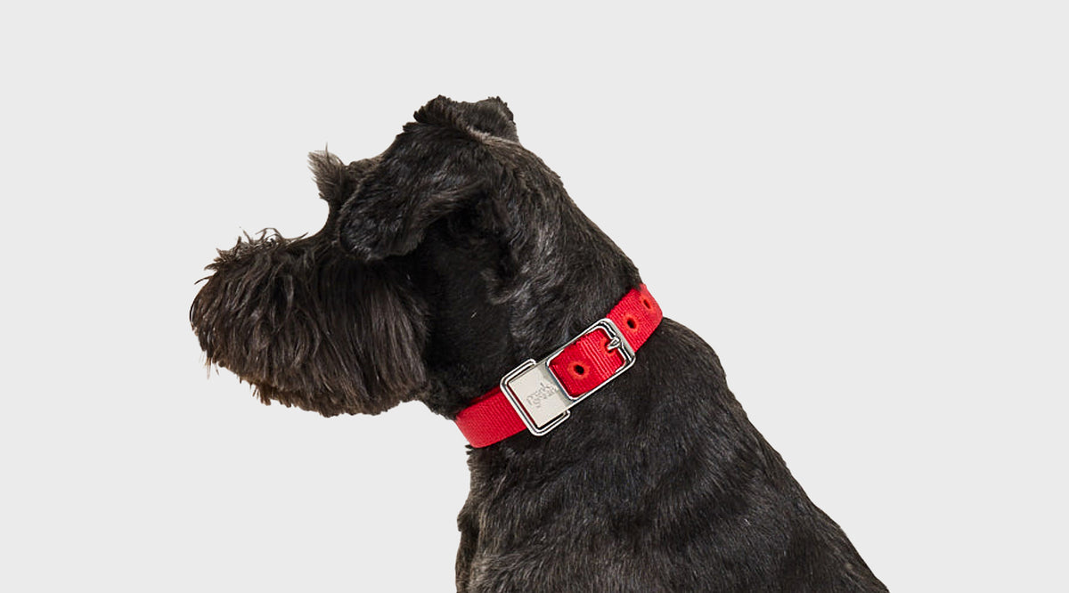 A black dog shown in profile wearing a bright red collar with a silver metal buckle, photographed against a plain light gray background.