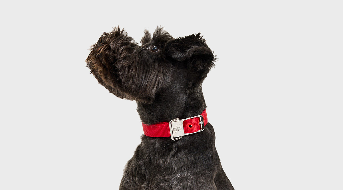A black dog wearing a red collar with a silver buckle, photographed against a plain light gray background.