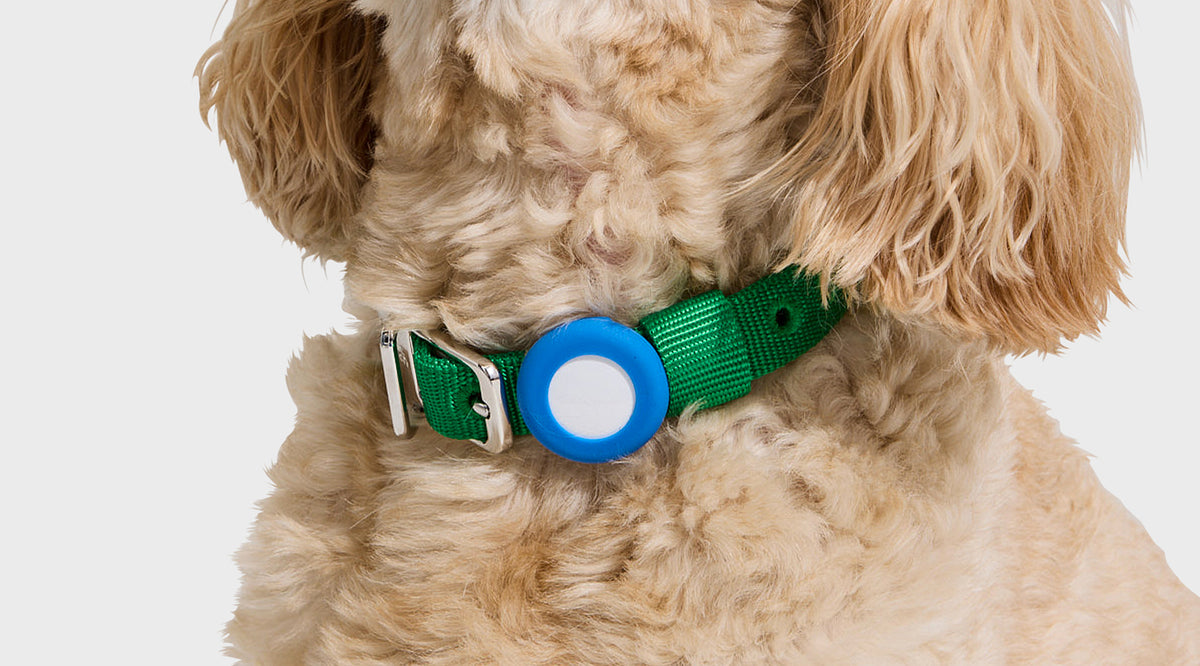 A close-up of a fluffy light brown dog wearing a green collar with a blue circular tracker device on a white background.